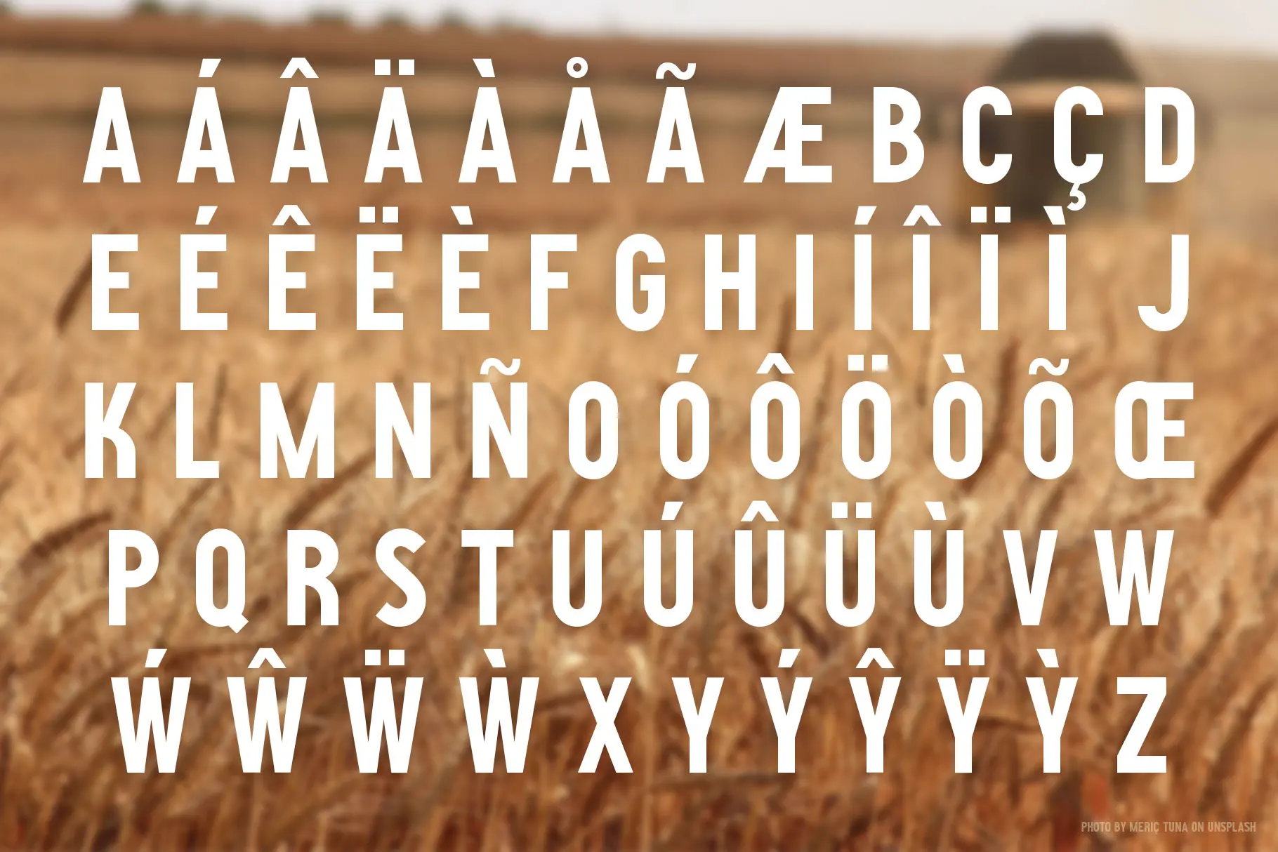 Harvest Stout (!!) specimen 1